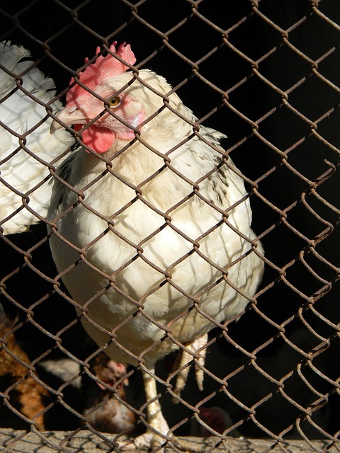 戈贝尔 19 分 25 篮板助力森林狼逆转活塞，比赛冲突成焦点.